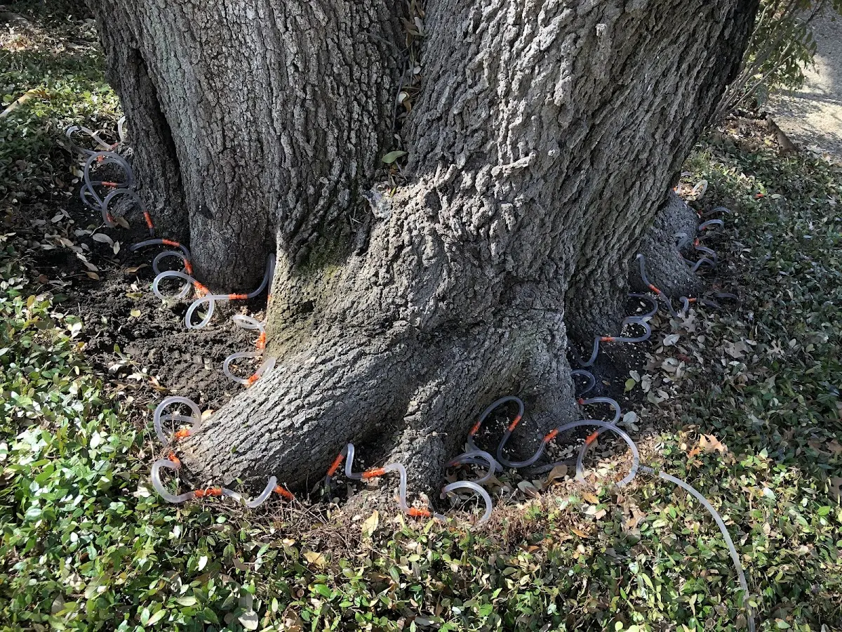 Detailed Tree Cabling and Bracing job site in Maddock