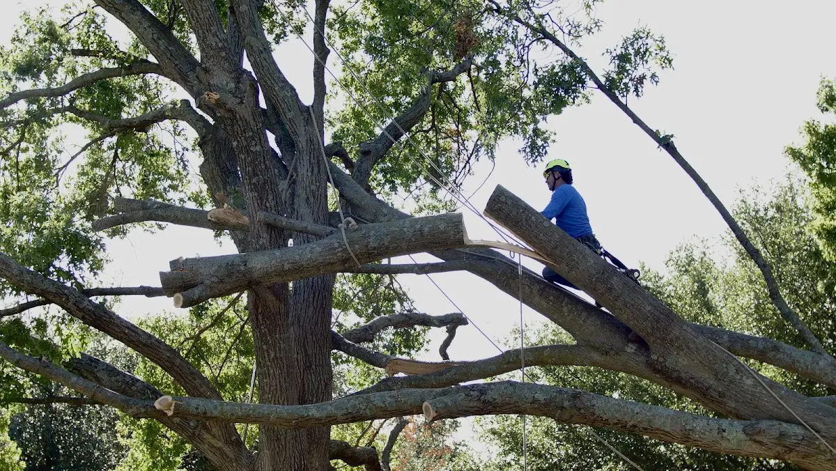 Professional Crown Thinning performed by certified arborists in Maddock